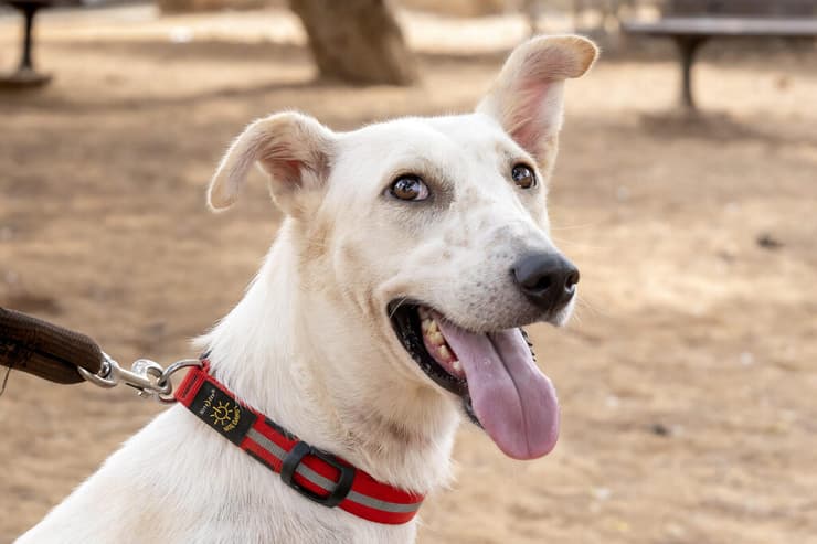 לינדה (צילום: רבקה מזרחי) לינדה