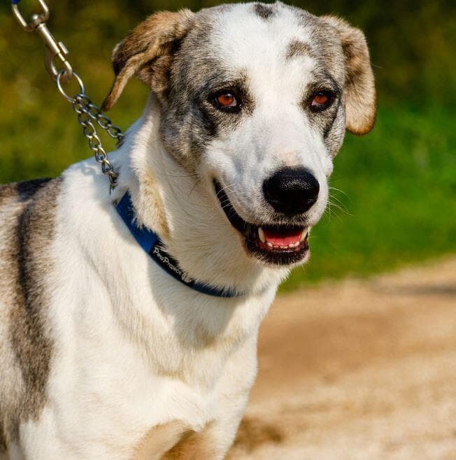 ערבה (צילום: גלבוע אוהבת חיות) ערבה