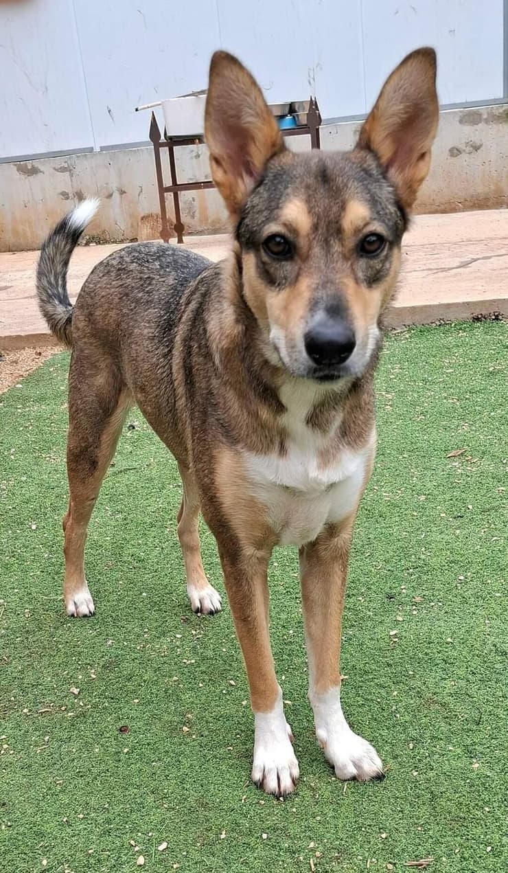 נוי (צילום: עמותת החיות ואנחנו) נוי