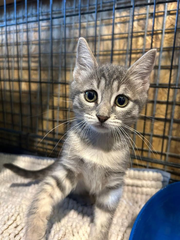 קיה (צילום: עמותת להתחיל מחדש) קיה