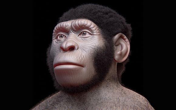 מין אדם בעל מוח קטן, שאולי יוכל לעזור לאשש את ממצעי המחקר שחזור פנים של הומו נאלדי 