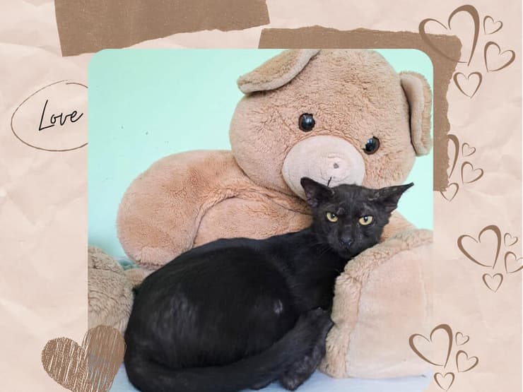 שורץ (צילום: כפר סבא רעננה אוהבות חיות) שברץ