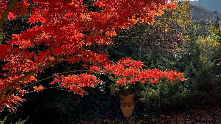 מרום גולן, השבוע