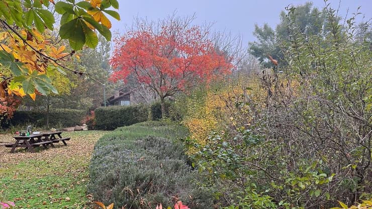 מרום גולן, השבוע