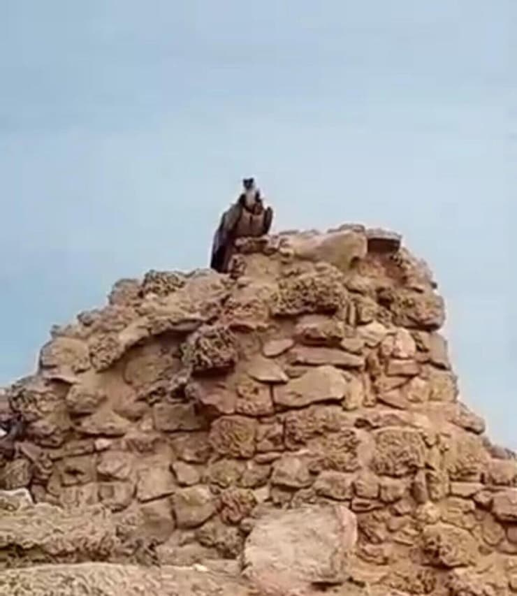 נקבת הנשר על המצודה באפולוניה