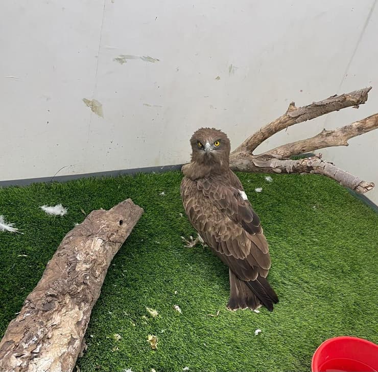 אחד החיוויאים במרכז האקלום לחיות בר של קק"ל באגמון החולה