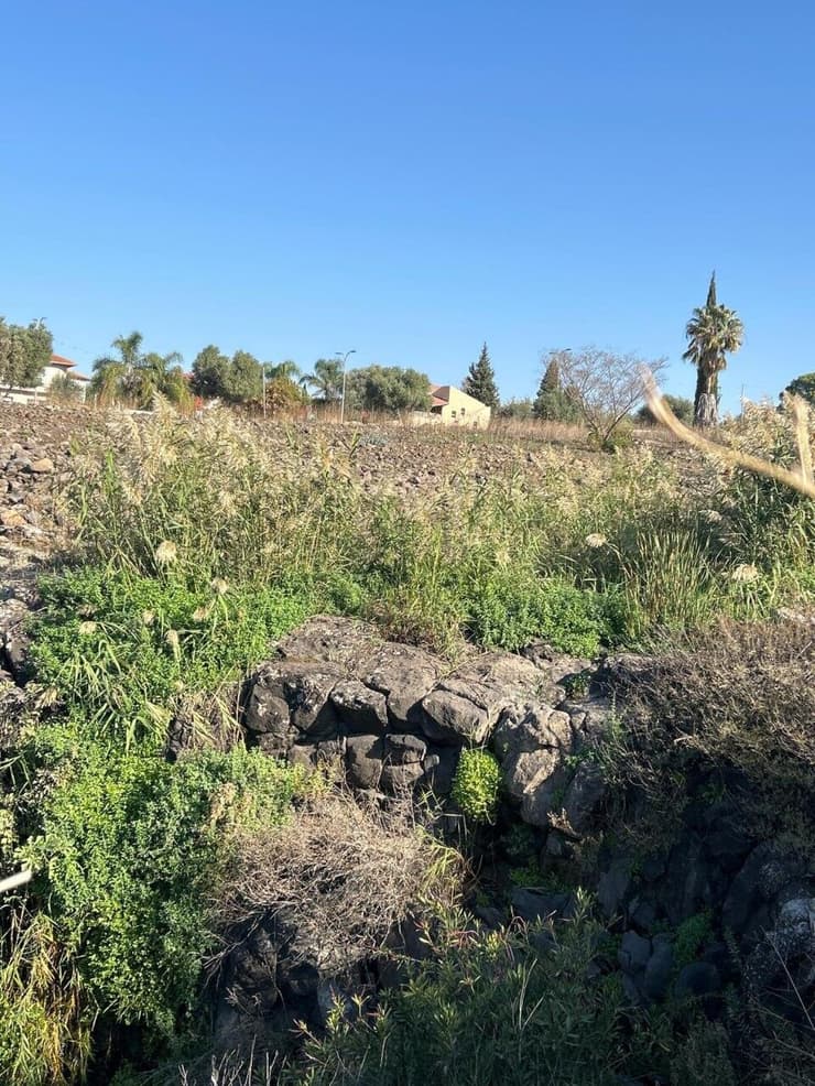 נחל קצרין שוב ירוק (צילום: עמית ספבק, החברה להגנת הטבע) נחל קצרין שוב ירוק