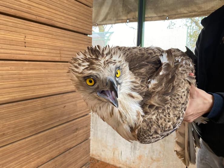 אחד החיוויאים במרכז האקלום לחיות בר של קק"ל באגמון החולה