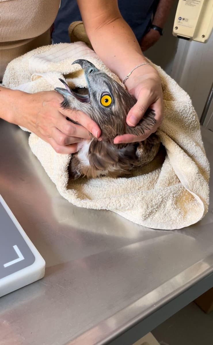 אחד החיוויאים במרכז האקלום לחיות בר של קק"ל באגמון החולה