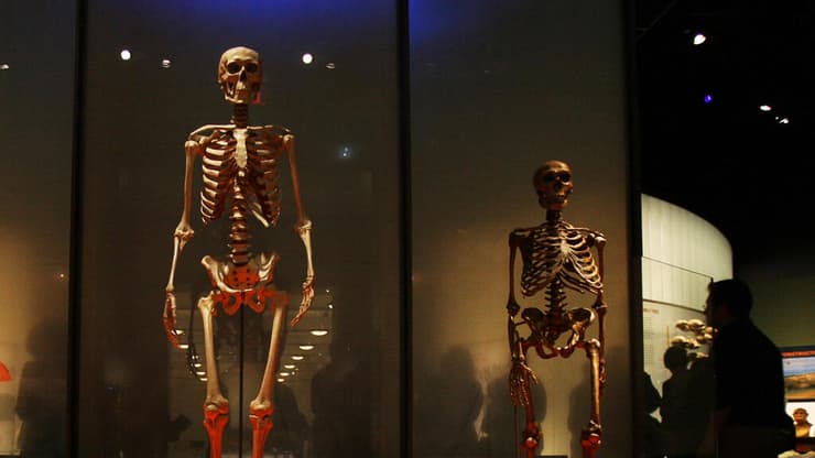 השלד של ההומו סאפיינס (משמאל) לעומת השלד של האדם הניאנדרטלי (צילום: Dima Gavrysh, AP) השלד של ההומו סאפיינס (משמאל) לעומת השלד של האדם הניאנדרטלי