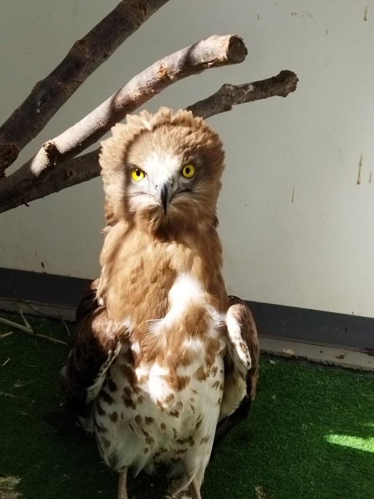 אחד החיוויאים במרכז האקלום לחיות בר של קק"ל באגמון החולה