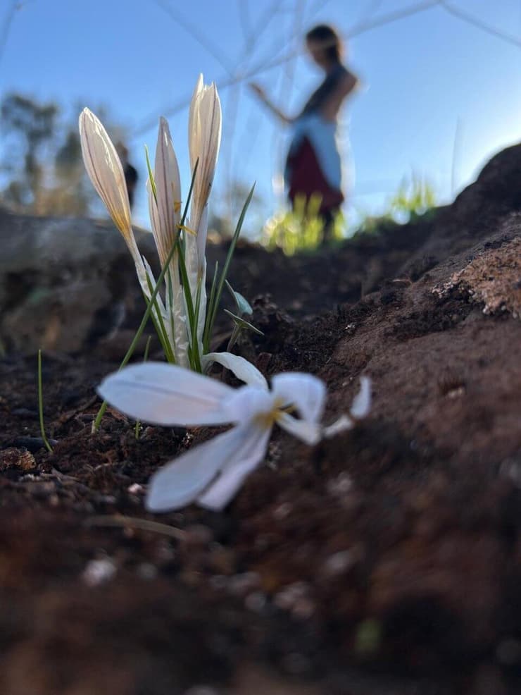פריחה נחל קצרין, החודש (צילום: עמית ספבק, החברה להגנת הטבע) פריחה נחל קצרין, החודש