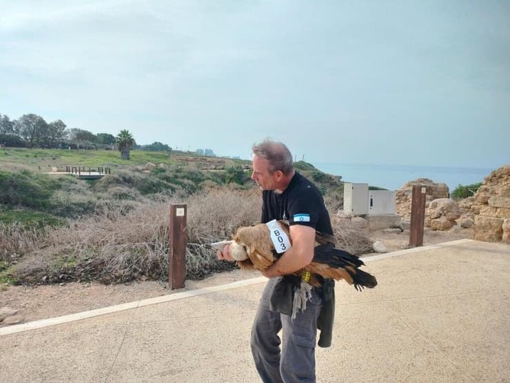 נקבת הנשר שאיבדה את דרכה, לאחר לכידתה
