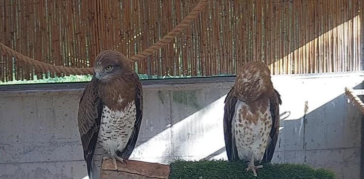 שניים מתוך ארבעת החיוויאים במרכז האקלום לחיות בר של קק"ל באגמון החולה