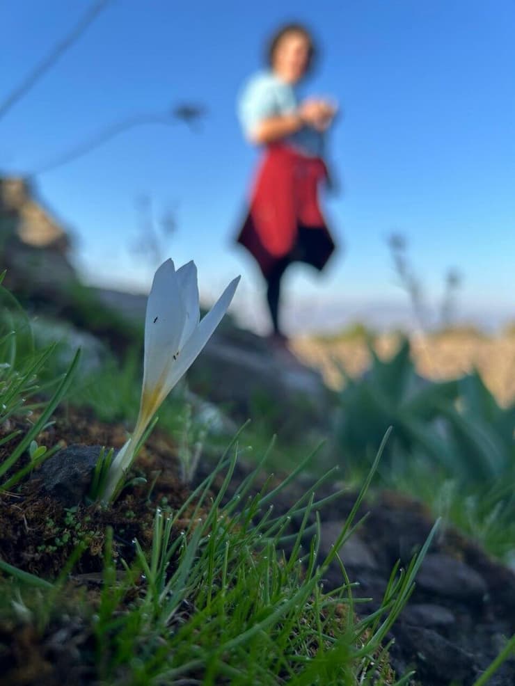 פריחה בנחל קצרין (צילום: עמית ספבק, החברה להגנת הטבע) פריחה בנחל קצרין