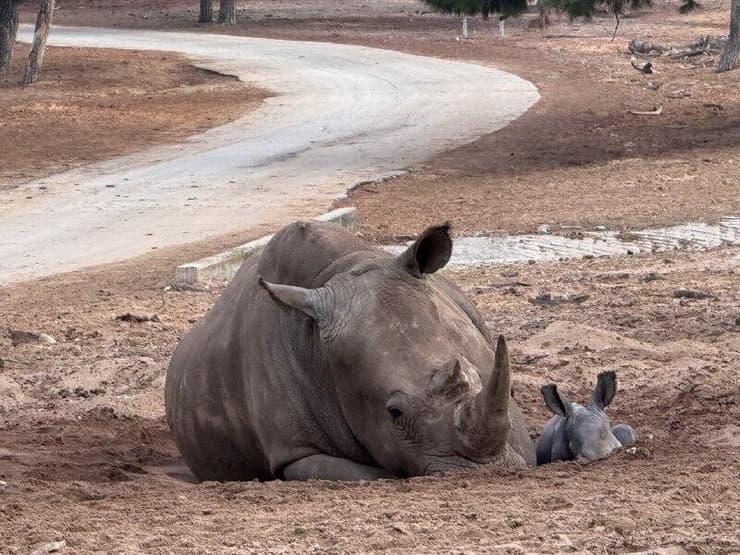 ריהאנה ובנה החדש רעי