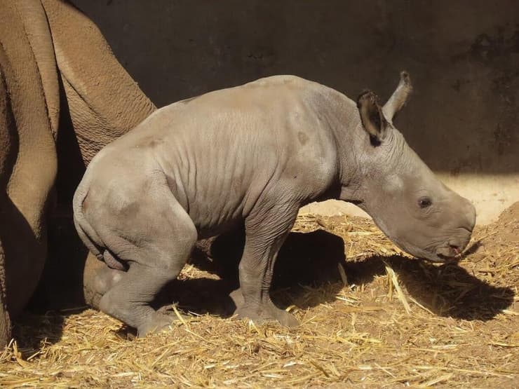 המשקל בלידה כ-50 ק"ג