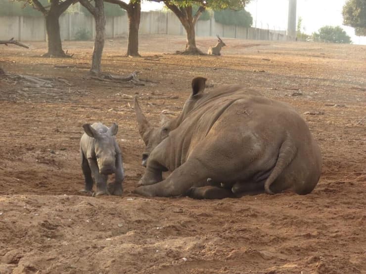 האם ריהאנה ובנה רעי