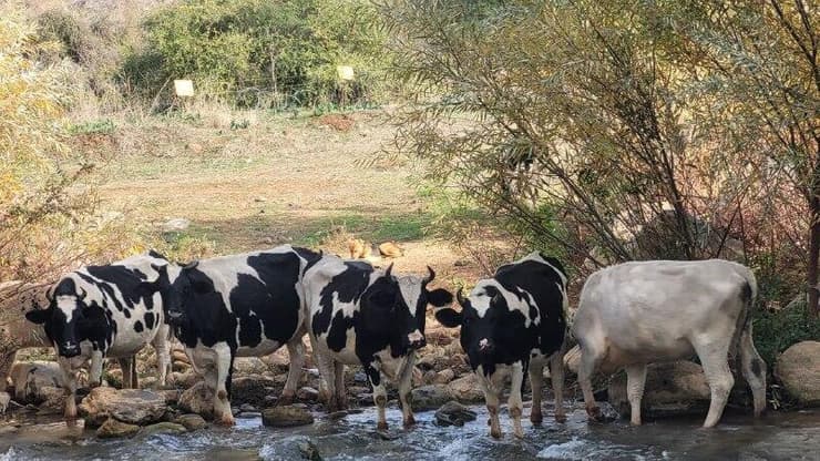 הפרות שחצו את הגבול