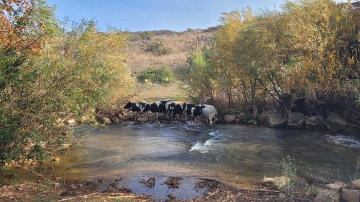 הפרות בחצבאני