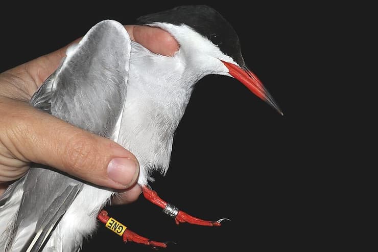 שחפית ים (צילום: יוסף כיאט, החברה להגנת הטבע) שחפית ים