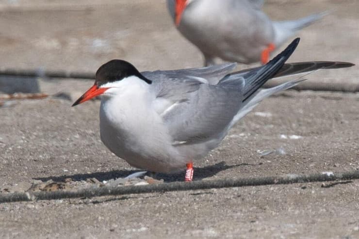 שחפית ים בעתלית (צילום: יוסף כיאט, החברה להגנת הטבע) שחפית ים בעתלית