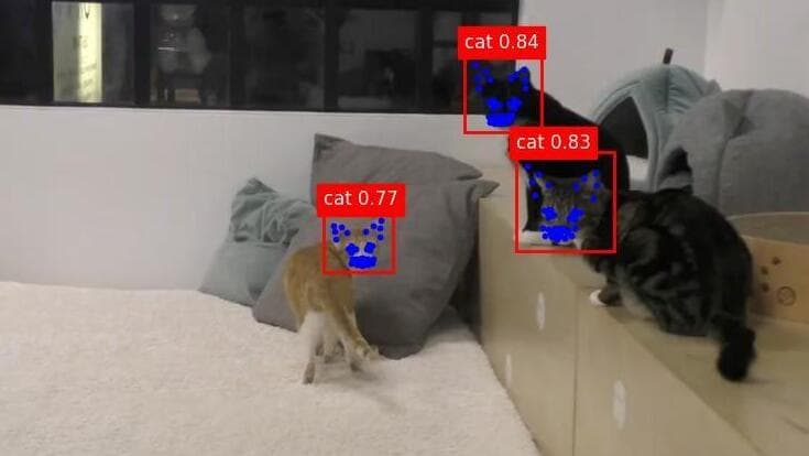 אינטראקציות בין חתולים (צילום: אוניברסיטת חיפה, מתוך המחקר) אינטראקציות בין חתולים