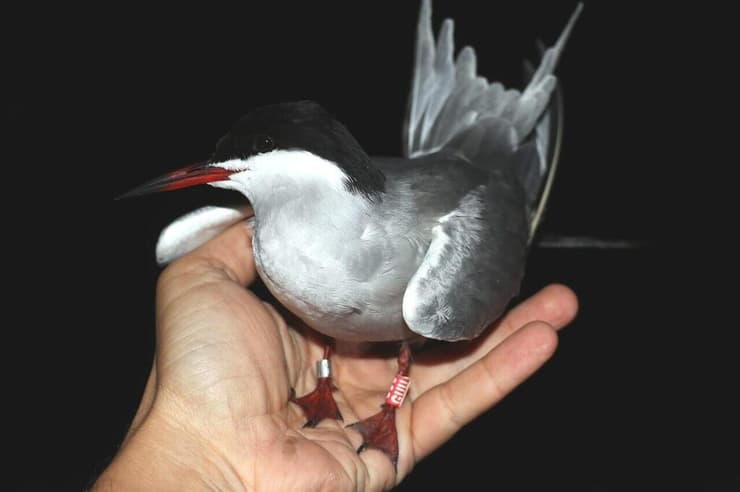 שחפית ים עם טיבוע (צילום: יוסף כיאט, החברה להגנת הטבע) שחפית ים עם טיבוע