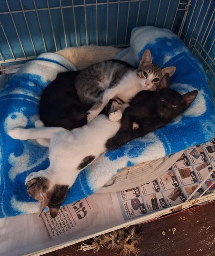 ועוד כמה חתולים חמודים