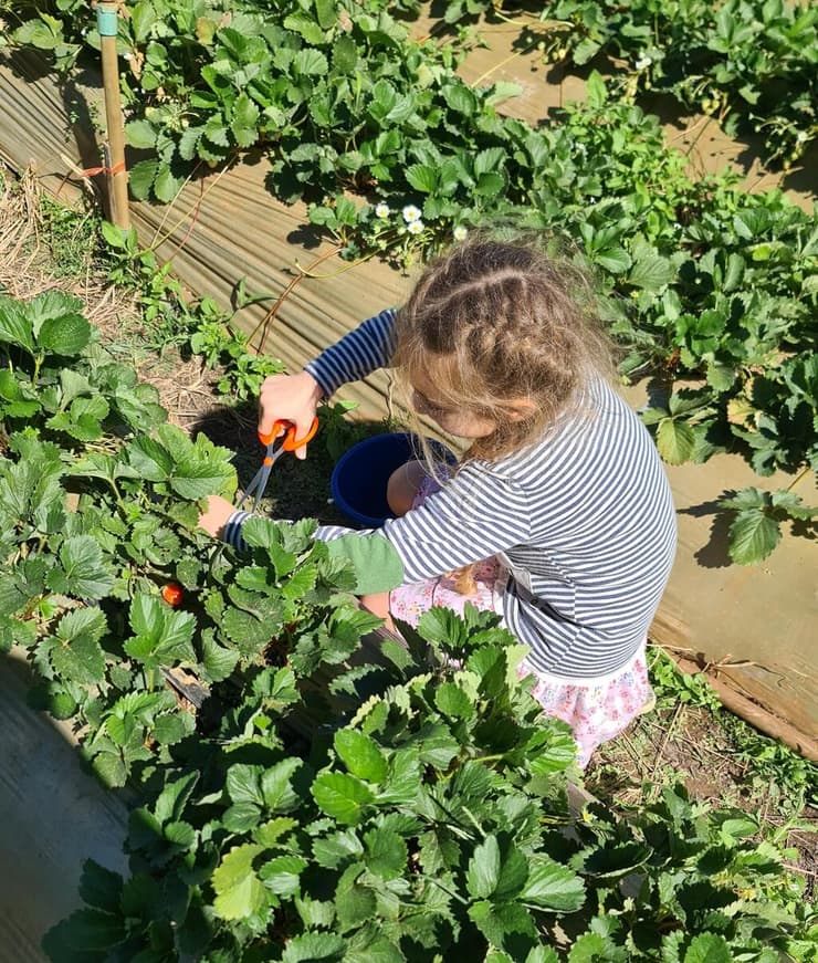קטיף תותים בקאו קו (צילום: אליה וינברג) קאו קו