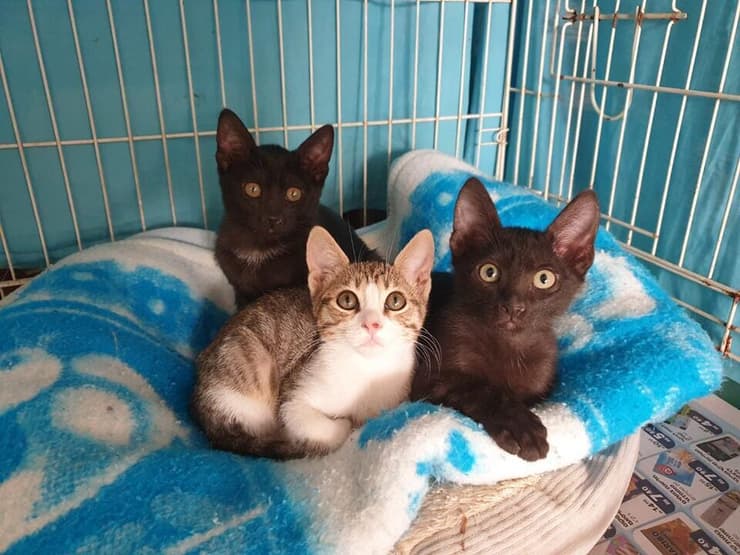 חתולים חמודים