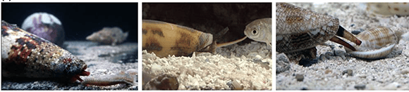 נמצאה קורלציה בין סוג הטרף לבין הרכב הארס והמגוון שלו. חרוטים משלושת הקבוצות ניזונים מהטרף המועדף עליהם: רכיכה (מימין), דג (באמצע) ותולעת 