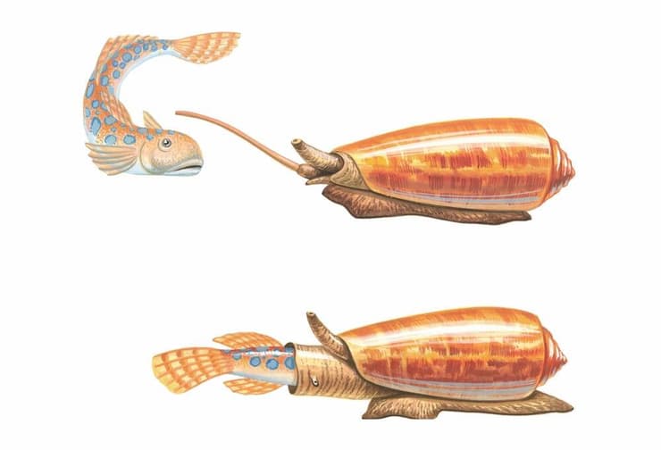 ארס של אוכלי דגים פגע בתנועה של הדגים שנבחנו ואף שיתק אותם במהירות, אך לא השפיע על מהירות החלזונות. אילוסטרציה של חרוט צד דג |