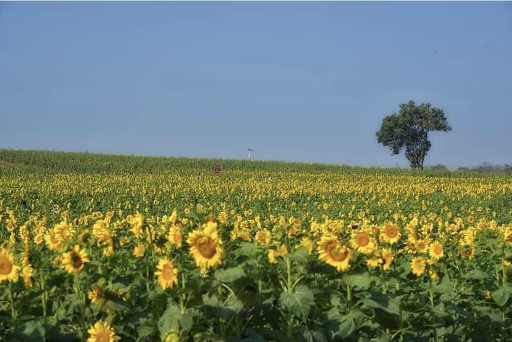 החמניות של קאו יאי (צילום: אליה וינברג) קאו יאי