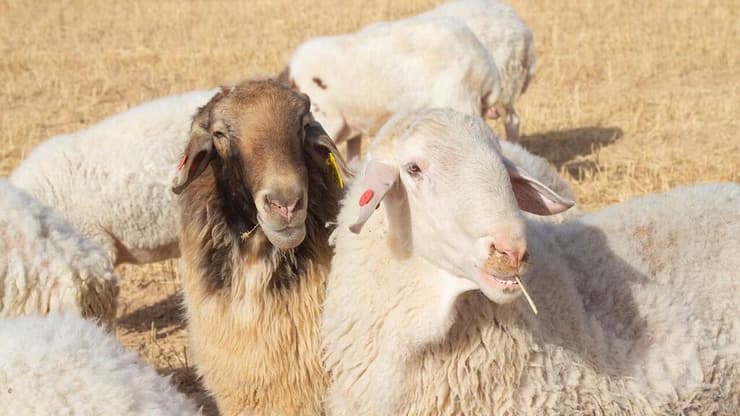 פרויקט ואדי עתיר