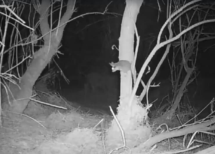 נמנמן סלעים על עץ