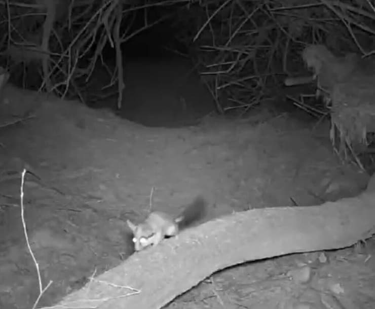 תיעוד נדיר בנגב המערבי