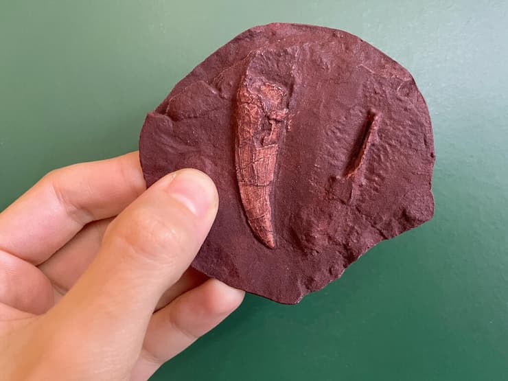 אחת משיניו המאובנות של המין הקדום ביותר בהיסטוריה ממשפחת הגורגונופסיים, שהתגלתה במיורקה והעידה על היותו טורף-על לפני כ-270 מיליון שנה