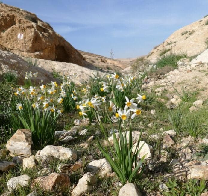 אזור דימונה מזרח (צילום: החברה להגנת הטבע) תוכנית דימונה מזרח