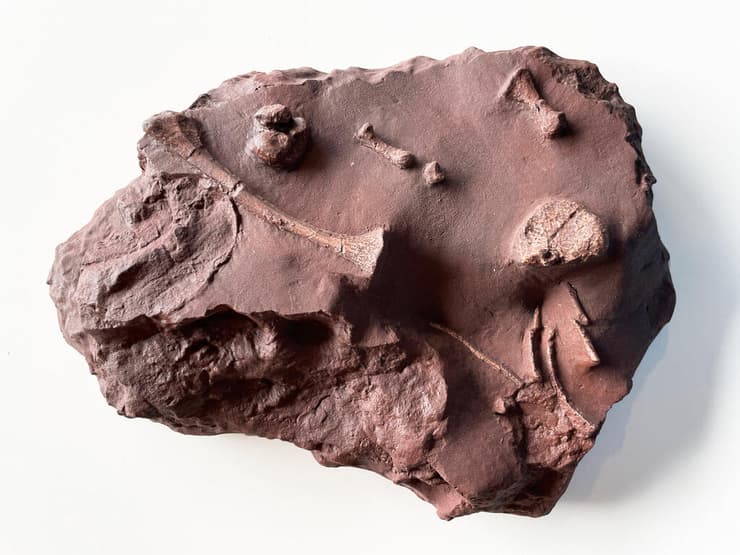 מאובניו של המין הקדום ביותר בהיסטוריה ממשפחת הגורגונופסיים, שהתגלו בחפירות במיורקה