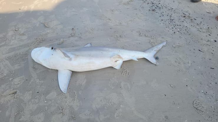 פגר נקבת כריש הסנפירתן בחוף אולגה (צילום: גיא איבגי, רשות הטבע והגנים) פגר נקבת כריש הסנפירתן בחוף אולגה