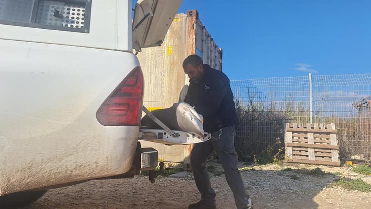 פגר נקבת כריש הסנפירתן (צילום: ארז ארליכמן, רשות הטבע והגנים) פגר נקבת כריש הסנפירתן