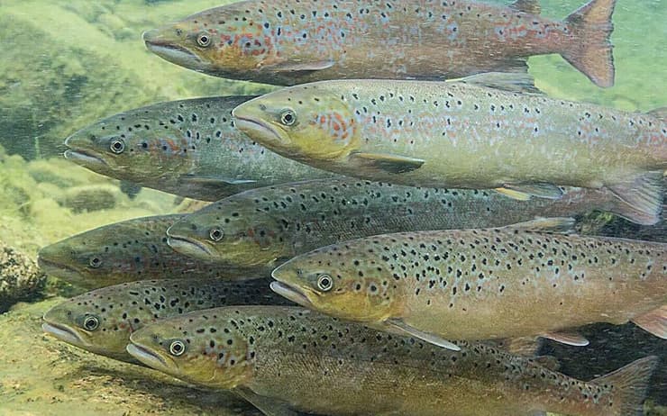 דגי סלמון אטלנטי (צילום: Pekka Tuuri) דגי סלמון אטלנטי