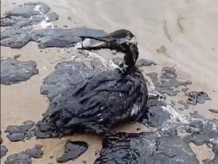 ושוב בעלי החיים משלמים את המחיר