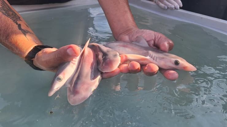 העוברים לא שרדו (צילום: ארז ארליכמן, רשות הטבע והגנים) העוברים לא שרדו