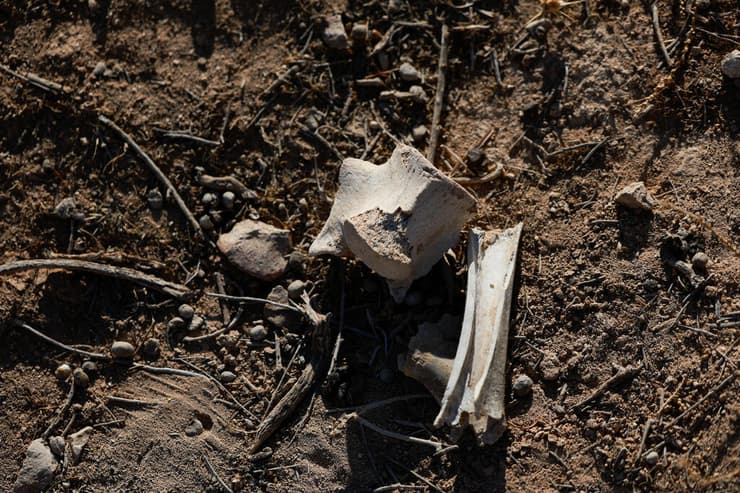 סוריה קברי אחים של משטר אסד ב נג'חה