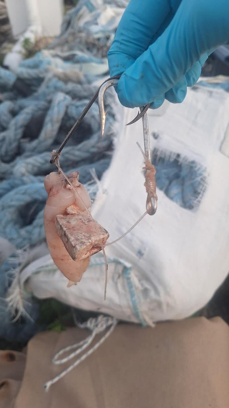 ציוד הדיג שנמצא בקיבת נקבת הכריש (צילום: ארז ארליכמן, רשות הטבע והגנים) ציוד הדיג שנמצא בקיבת נקבת הכריש