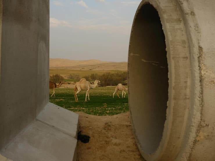 תערוכה עדות מקומית 