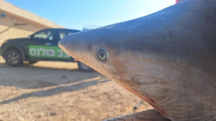 פגר נקבת כריש הסנפירתן בחוף אולגה (צילום: ארז ארליכמן, רשות הטבע והגנים) פגר נקבת כריש הסנפירתן בחוף אולגה