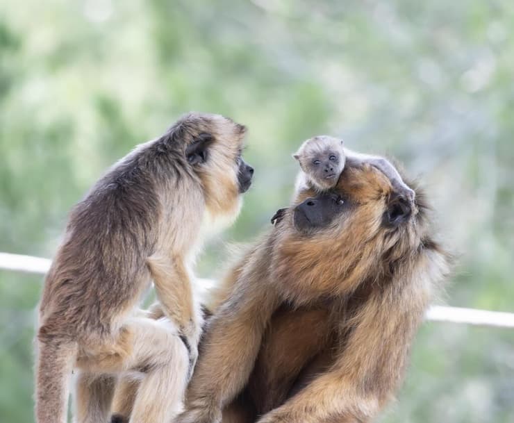 הגור והוריו שלבי וימימה